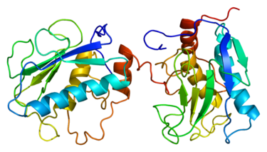 Matrix metalloproteinases