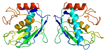 Matrix metalloproteinases