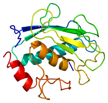 Matrix metalloproteinases