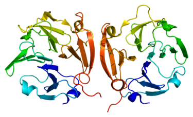 Matrix metalloproteinases