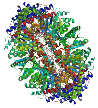 Enzyme Activity Measurement for Glycogen Phosphorylase