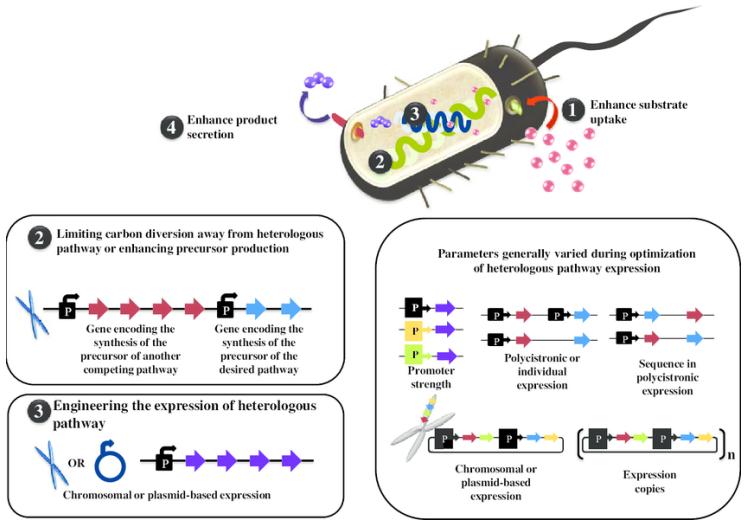 Fig.1 Metabolic engineering strategies at different levels