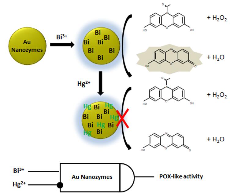 Hg2+ inhibits the peroxidase-like activity of Au nanozymes in the presence of Bi3+. - Creative Enzymes