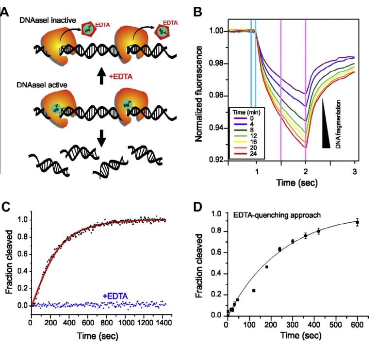 Kinetics of the enzymatic degradation of DNA by DNase I using different MST-based approaches. (A) Schematic representation of the Mg2+-dependent degradation of DNA by DNase I. (B) Real-time measurement of DNA degradation.