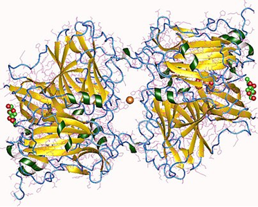 MultLaccases(sensu stricto) subfamily-Copper Oxidase 