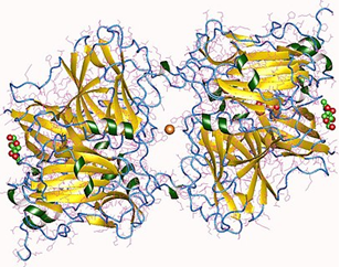 Multi-Copper Oxidase Families