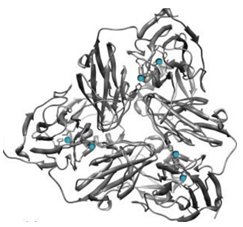 Multi-Copper Oxidase Families