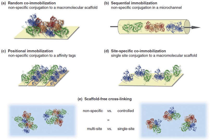 Multi-Enzyme Cascade Reaction Systems