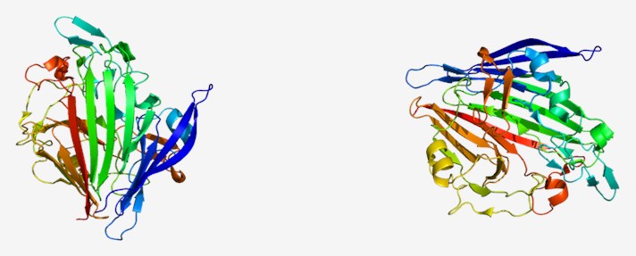 Protein structure of mutarotase.