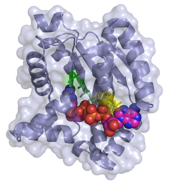 Myokinase