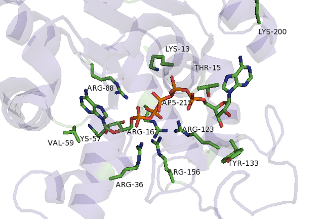 Myokinase 