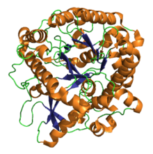 Protein structure of Myrosinase.