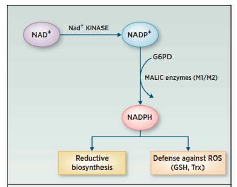 The role of NAD+ kinase (NADK) and dehydrogenases (G6PD) and the malic enzymes, M1 and M2, in generating NADPH