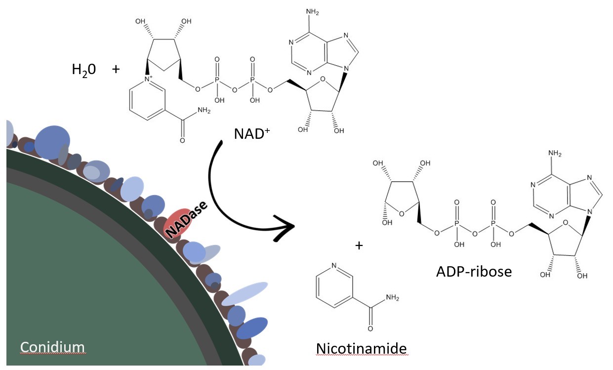 Fungal NAD+ metabolism gets extracellular
