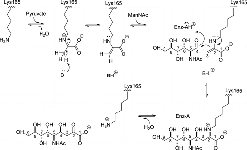 General Reaction Mechanism of NALase