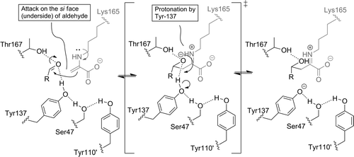 Mechanism of Carbon–Carbon Bond Formation and Protonation during NALase Catalysis As Derived from the Crystal Structure of the Y137A Variant in the Presence of Pyruvate and ManNAc and QM/MM Modelling