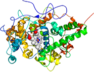 Native Bovine Lactoperoxidase