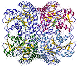 Cystathionine gamma-lyase, Recombinant