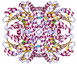 Cystathionine β-lyase, Recombinant