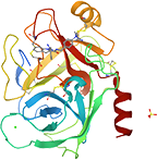 Trypsin from Porcine, Recombinant