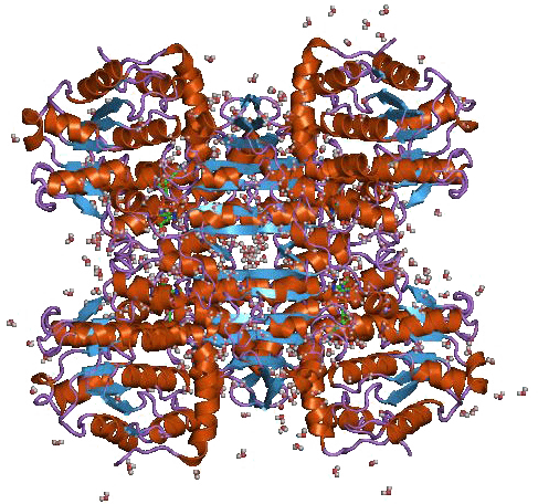 S-Adenosyl-L-Homocysteine Hydrolase, Recombinant