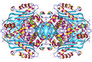 S-adenosylmethionine synthetase, Recombinant