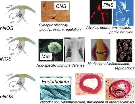 Important functions of the different NOS isoforms 