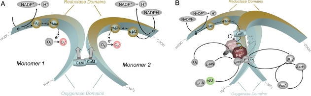 Structure and catalytic mechanisms of functional NOS