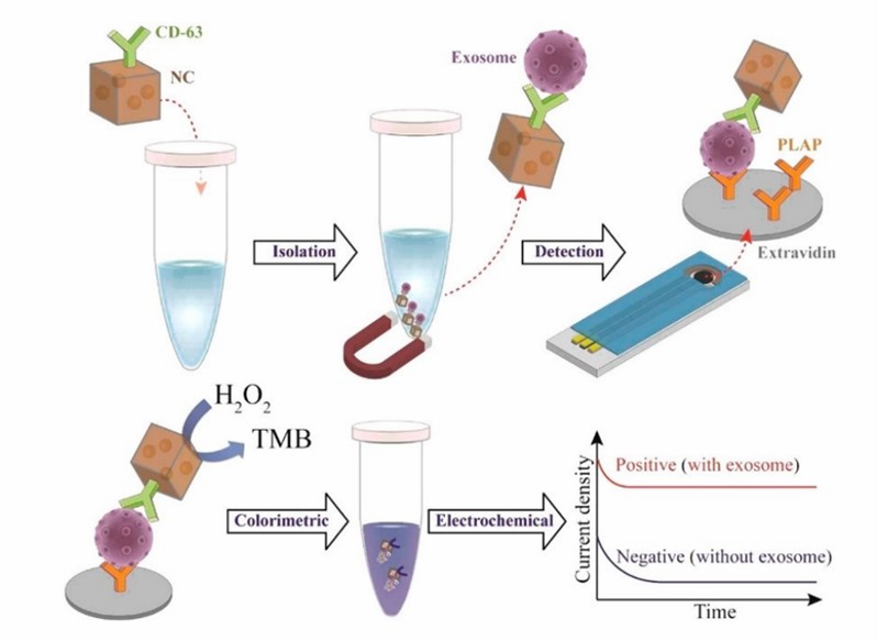 Schematic diagram of the electrochemical biosensor based on Au / Fe2O3 nanozyme for exosome detection.