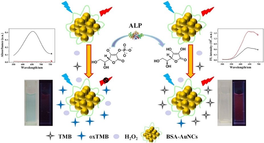 A colorimetric and fluorescent dual-channel method for ALP activity detection is proposed.