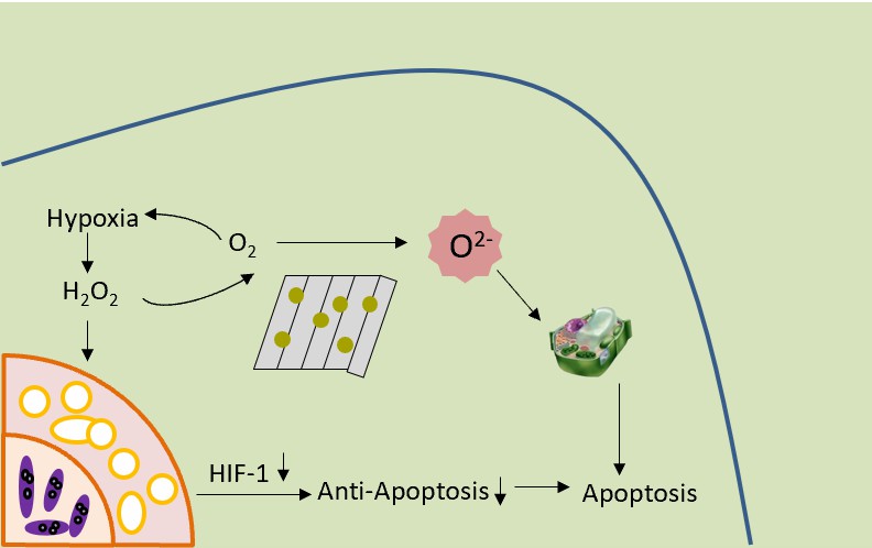 Pt nanozyme loaded BP nanosheets for tumor photodynamic therapy. - Creative Enzymes