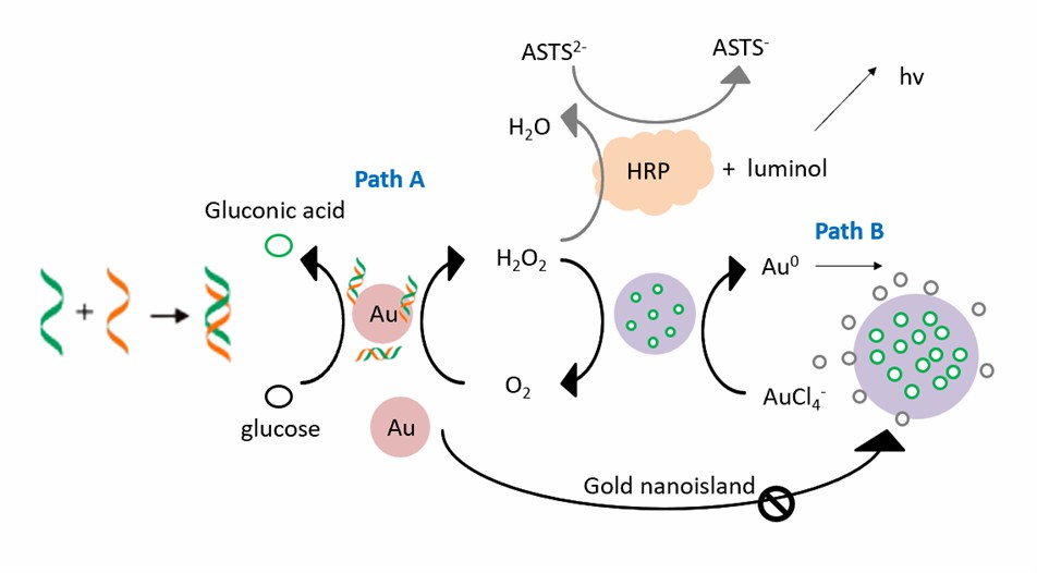 Nanozyme-based probe for the detection of DNA hybridization. - Creative Enzymes