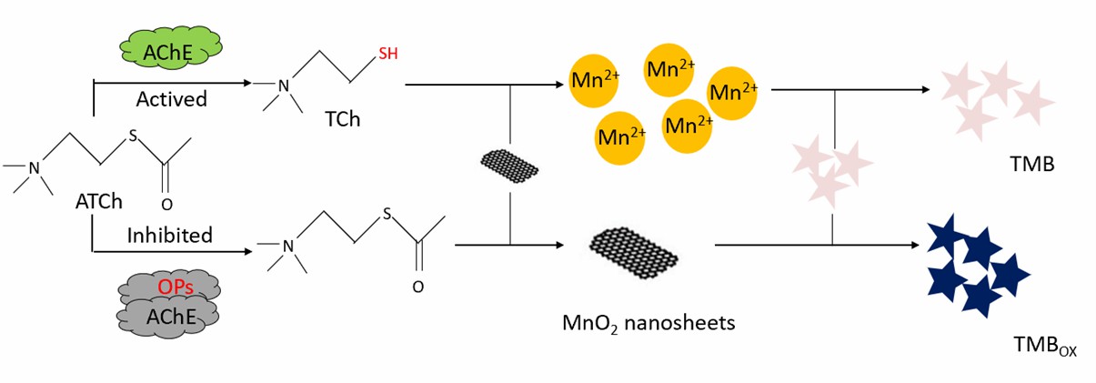 MnO2-based colorimetric probe for the detection of AChE activity. - Creative Enzymes