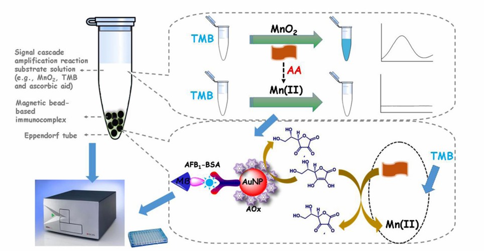 Schematic illustration of MnO2 nanozymes mediated chromatographic immunoassay on Bovine Serum Albumin-AFB1 modified magnetic beads.