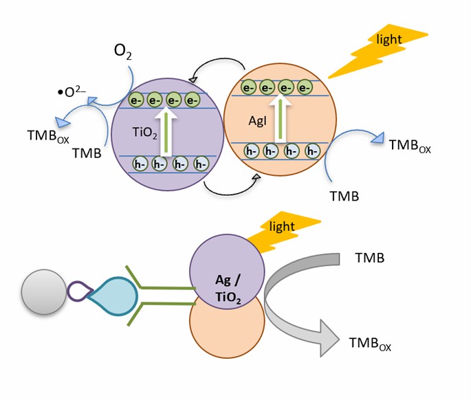 Colorimetric immunoassay principle for chloramphenicol based on AgI / TiO2 tags.