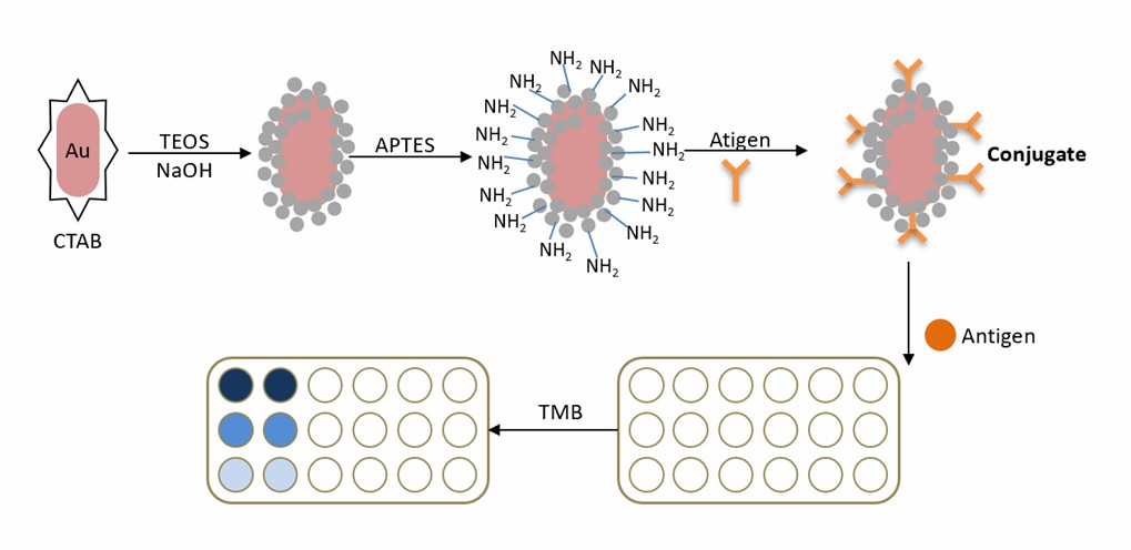 Schematic representation of the biomimetic enzyme-linked immunosorbent assay procedure.