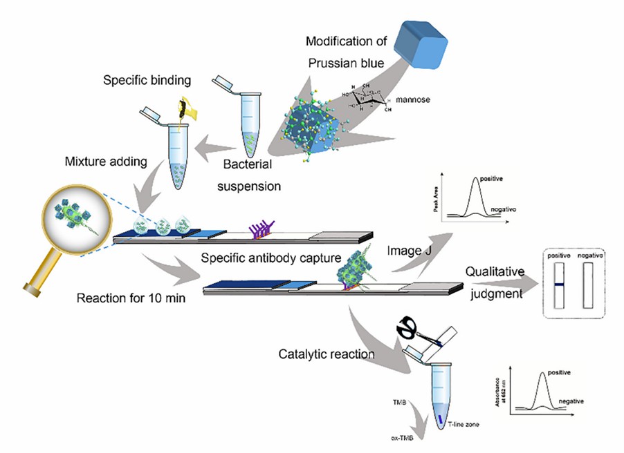 Schematic principle of this novel multi-readout and label-free LFIA for E. coli detection.