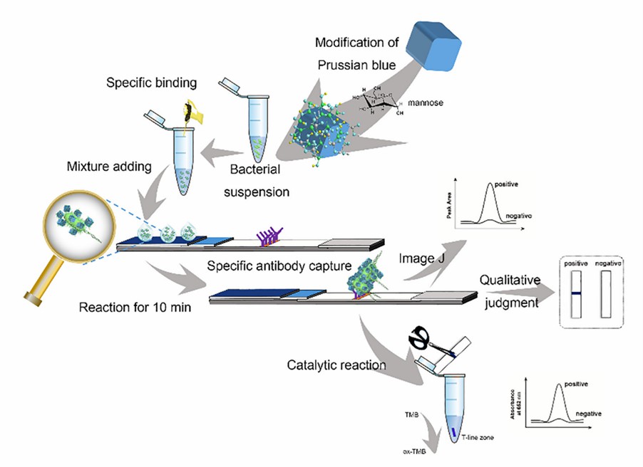 Schematic principle of this novel multi-readout and label-free LFIA for E. coli detection.