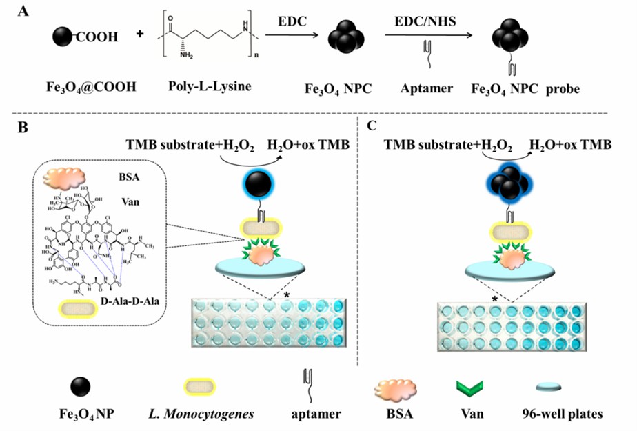 Schematic representation for the preparation of Fe3O4 NPC (A), the principle of the Fe3O4 NP-based biosensor (B), and the Fe3O4 NPC catalyzed signal amplification biosensor (C).