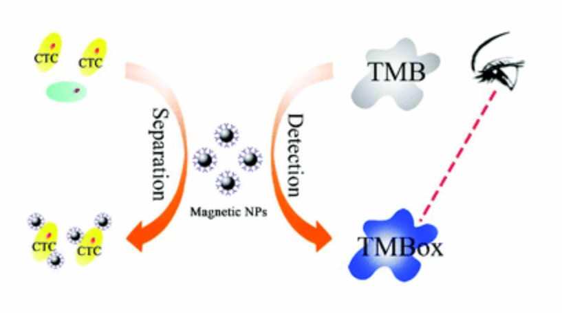 Imaging of circulating tumor cells based on nanozymes. - Creative Enzymes