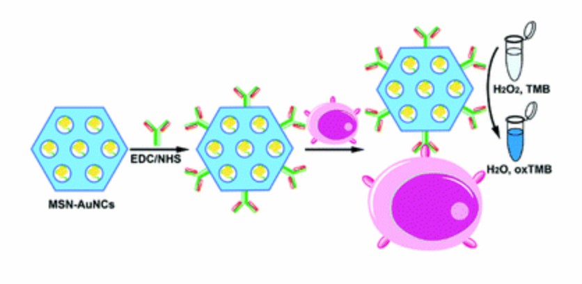 Imaging of breast cancer cells based on nanozymes. - Creative Enzymes