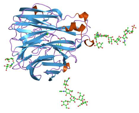 Neuraminidase