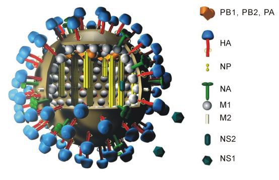 Neuraminidase