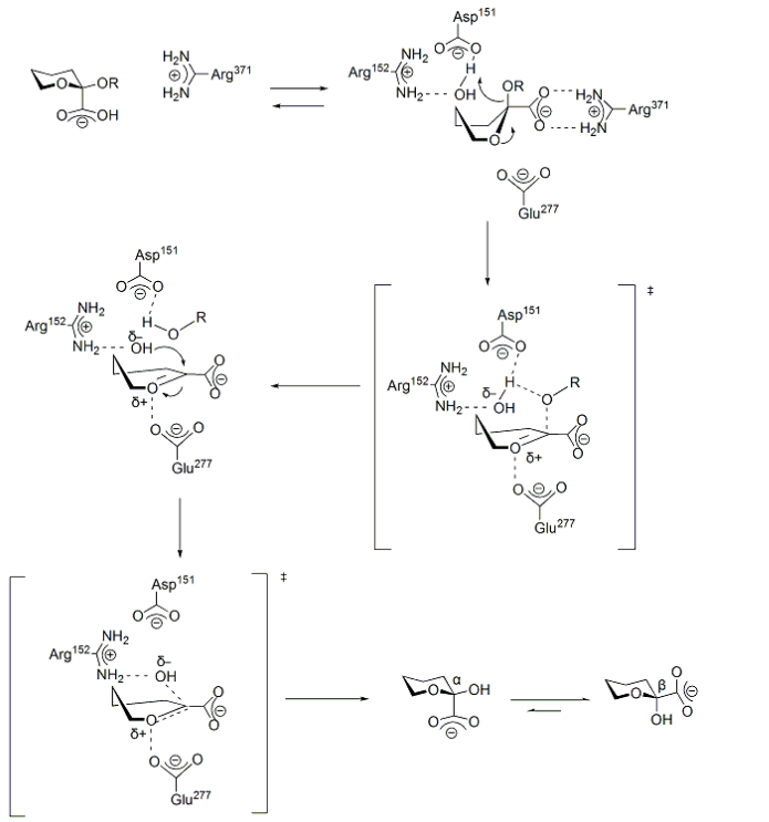 Neuraminidase