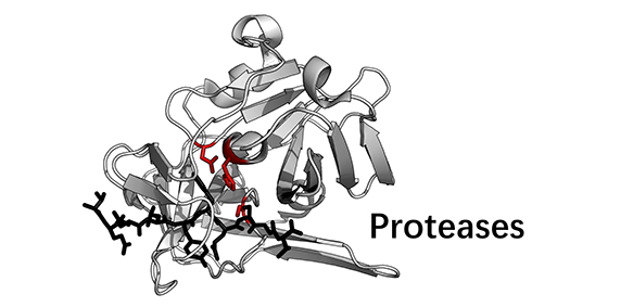 Proteases