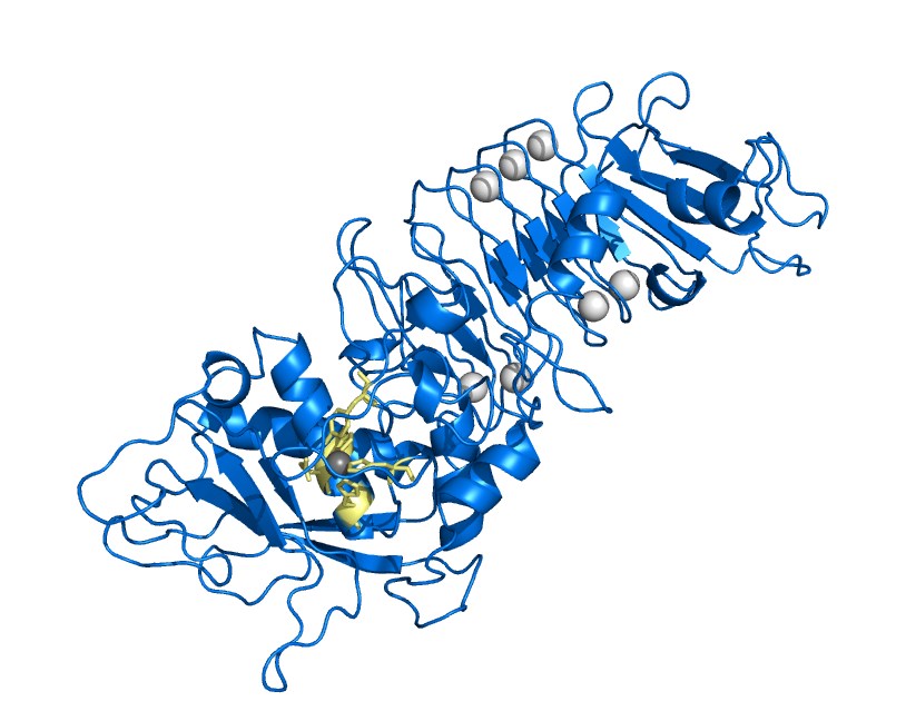 Protein structure of neutral protease
