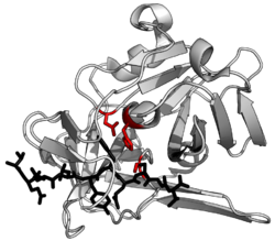 Protein structure of alkaline protease
