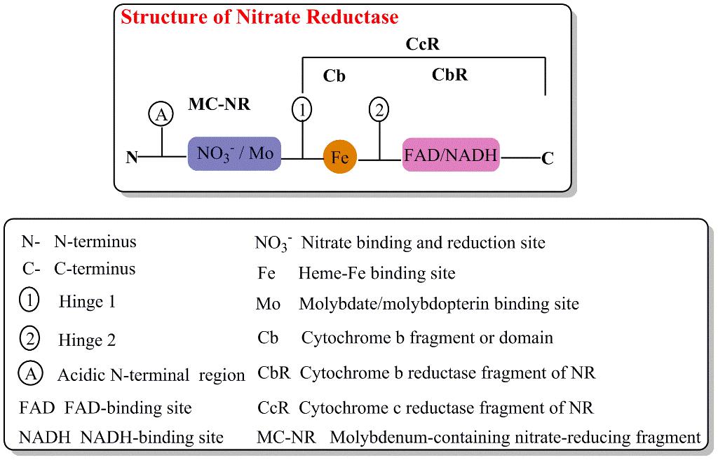 Nitrate reductase