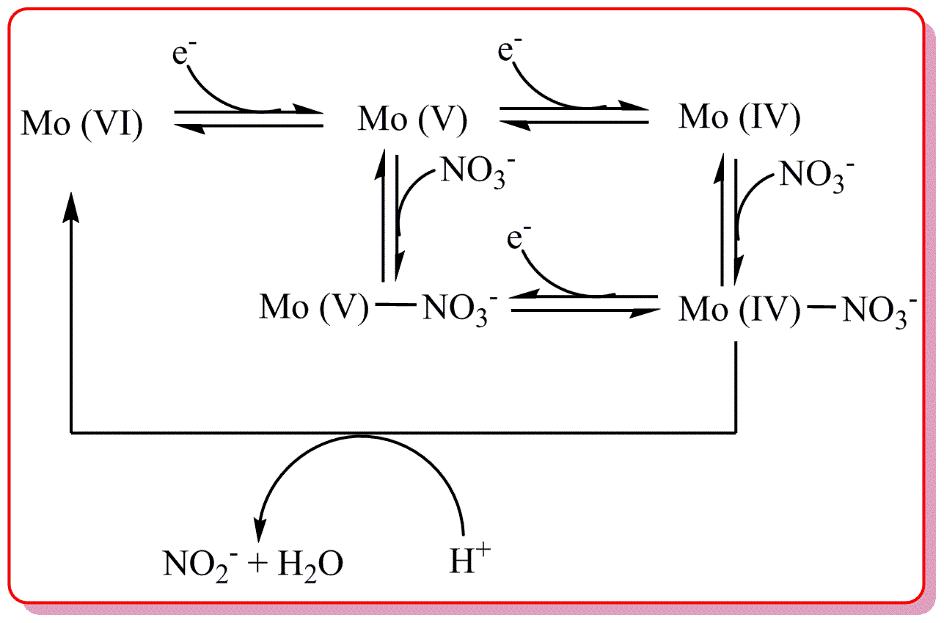 Nitrate reductase