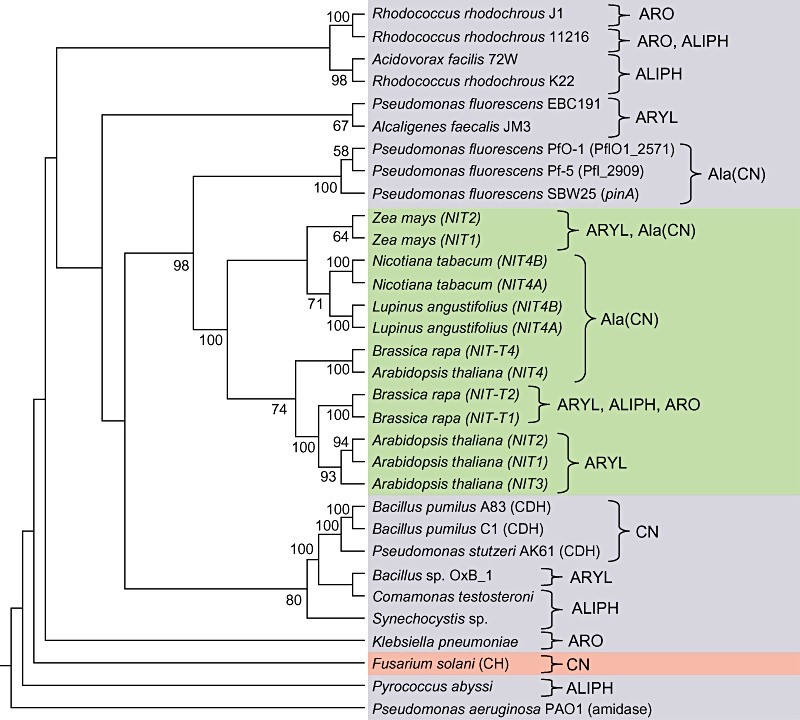 Strict consensus tree of characterized nitrilases